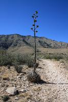 View Of The Trail