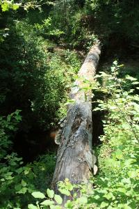 Log Crossings