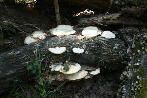 Massive Fungi
