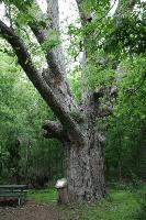 Massive Pecan Tree