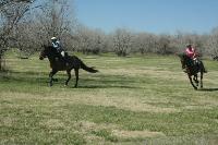 Equestrian Fields