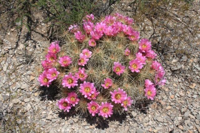 Beautiful Cacti