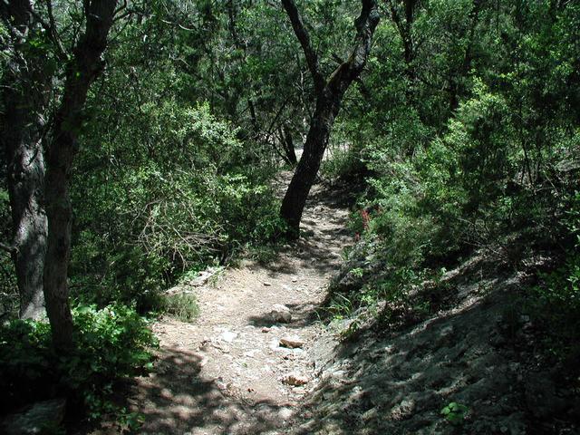 Rougher trail