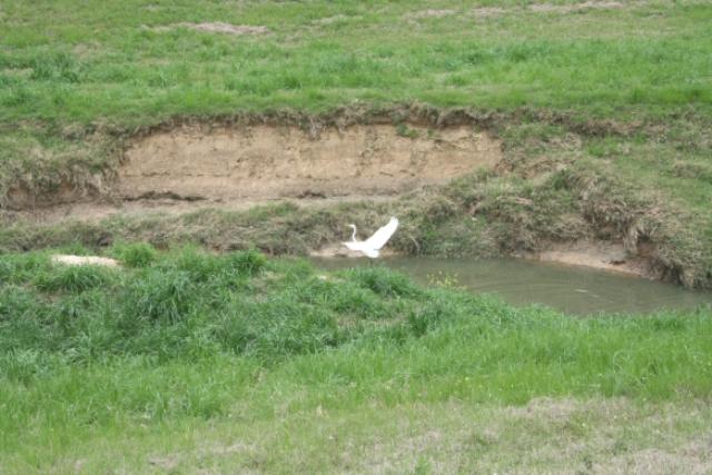 White Heron