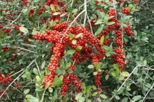 Don't Eat The Holly Berries