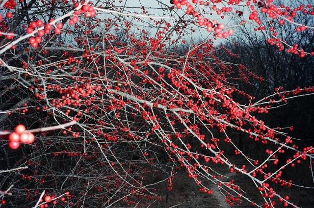 Red Berries On The Trail