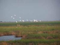 Flock of Egrets heading to roost