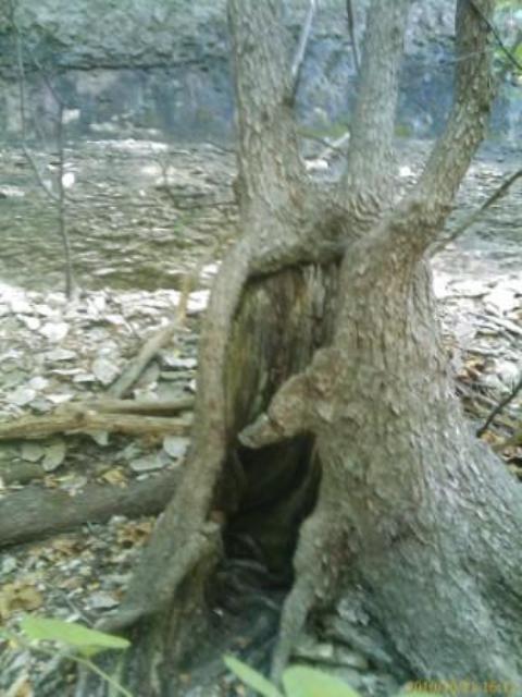 An Interesting Hollow Tree
