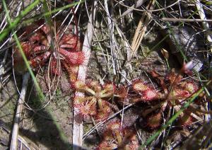 One of four carnivorous plants in the area