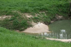 White Heron