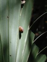 Palmetto leaves are a favorite spot for several land snail species.  Some individual plants hosted scores of snails.