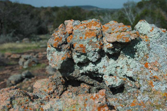 Lichen covered Granite