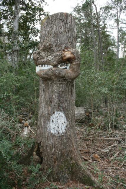 Sign-Eating Tree