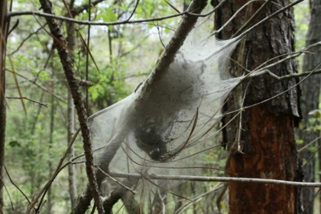 Massive Spider Webs