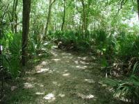 The Palmetto Trail gets its name from the abundant Dwarf Palmettos that line the trail.