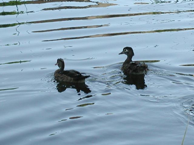 And More Ducks
