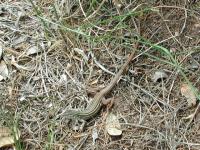 We saw a large number of these lizards along the trail.  Most ran off into the underbrush when approached.  This one was a bit more curious.