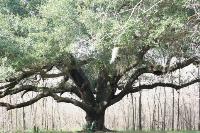 Majestic Oak