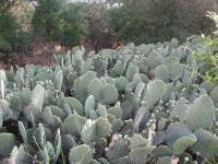 Right at the start of the trail is the largest single stand of cacti you'll see in the Austin area.