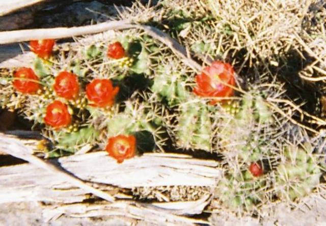 Some Beautiful Cactus Flowers