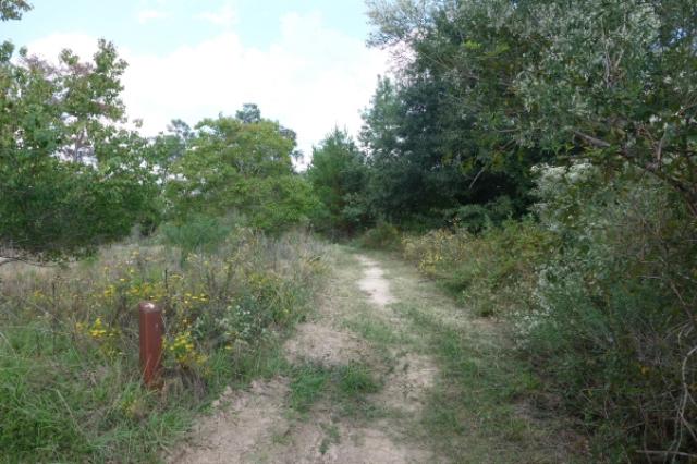 View Of The Trail