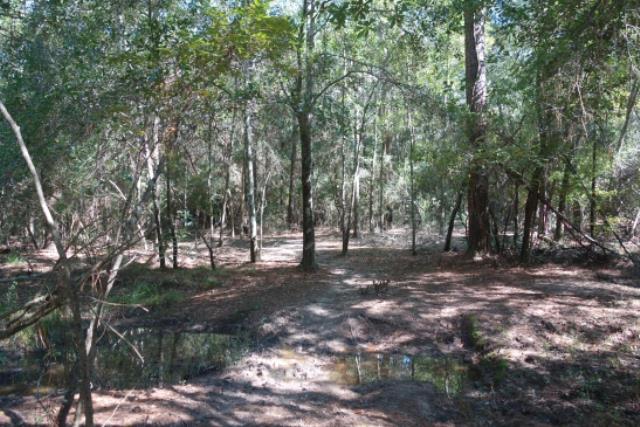 View Of The Trail