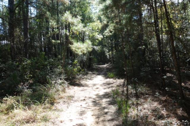 Another View Of The Trail