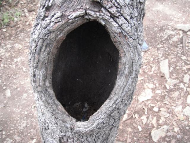 hole in tree