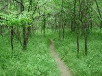 Most of the Homestead Trail is narrow and engulfed in trees and grasses.