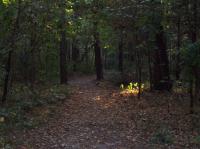 Leaves on Trail