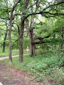 Arcadia Trail - Fort Worth