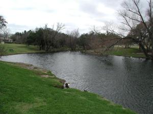 Pond inhabitants