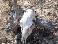 Skull At the Canyonlands