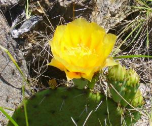 A Beautiful Cactus Bloom 