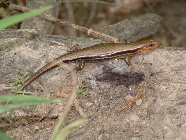 Spring Creek Preserve Lizard